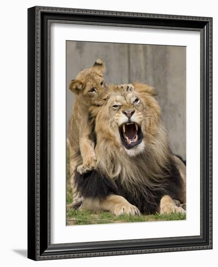 National Zoological Park: African Lion-null-Framed Photographic Print