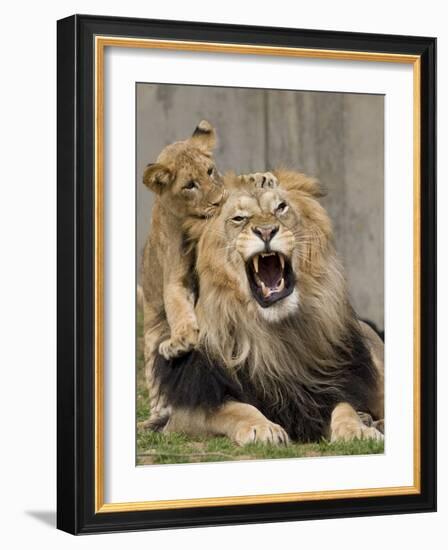 National Zoological Park: African Lion-null-Framed Photographic Print