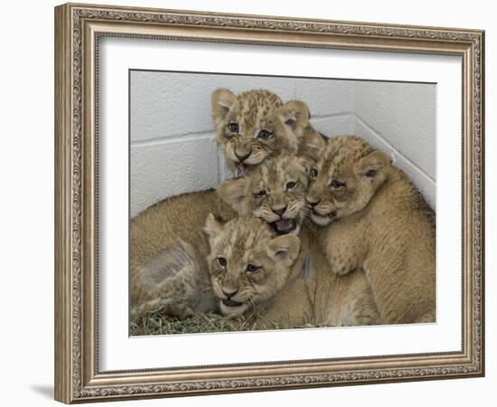 National Zoological Park: African Lion-null-Framed Photographic Print