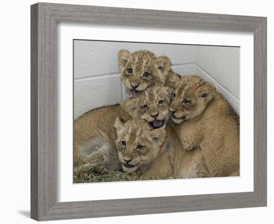 National Zoological Park: African Lion-null-Framed Photographic Print