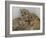 National Zoological Park: African Lion-null-Framed Photographic Print