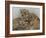 National Zoological Park: African Lion-null-Framed Photographic Print