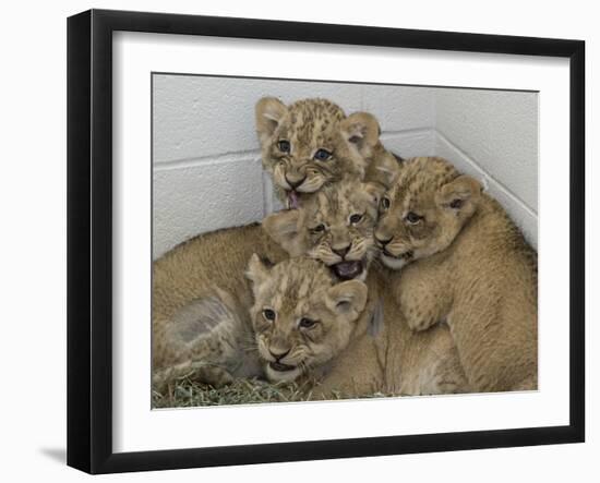 National Zoological Park: African Lion-null-Framed Photographic Print