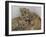 National Zoological Park: African Lion-null-Framed Photographic Print