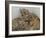 National Zoological Park: African Lion-null-Framed Photographic Print