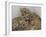 National Zoological Park: African Lion-null-Framed Photographic Print