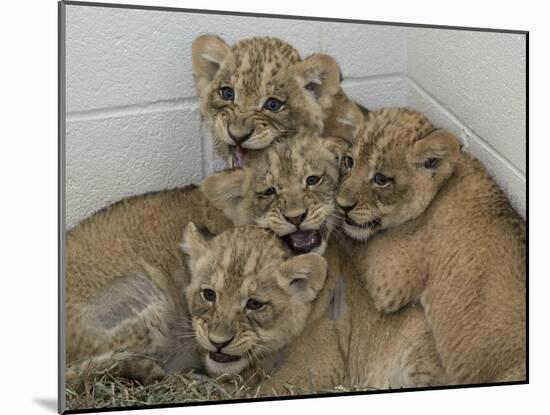 National Zoological Park: African Lion-null-Mounted Photographic Print