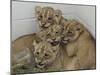 National Zoological Park: African Lion-null-Mounted Photographic Print