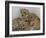 National Zoological Park: African Lion-null-Framed Photographic Print