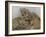 National Zoological Park: African Lion-null-Framed Photographic Print