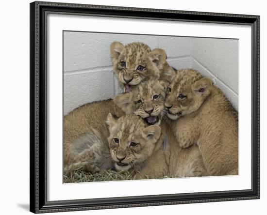 National Zoological Park: African Lion-null-Framed Photographic Print