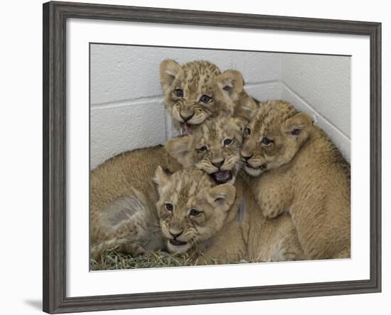 National Zoological Park: African Lion-null-Framed Photographic Print