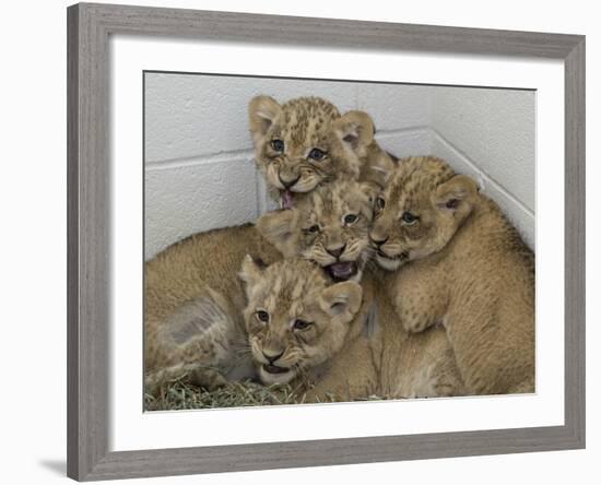 National Zoological Park: African Lion-null-Framed Photographic Print