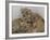 National Zoological Park: African Lion-null-Framed Photographic Print