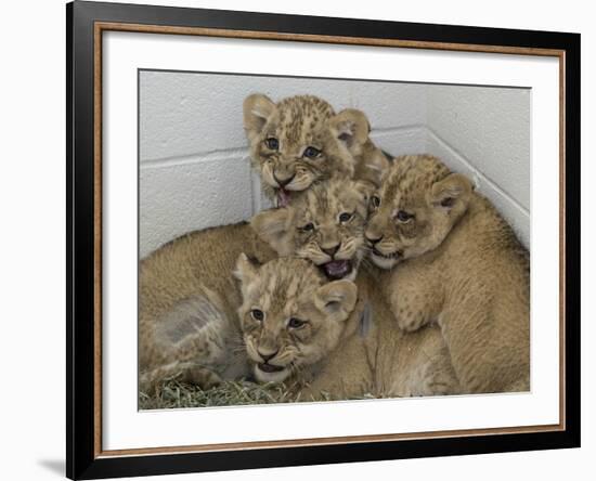 National Zoological Park: African Lion-null-Framed Photographic Print