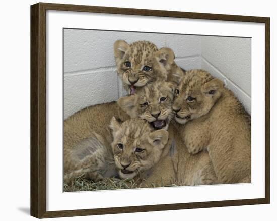 National Zoological Park: African Lion-null-Framed Photographic Print