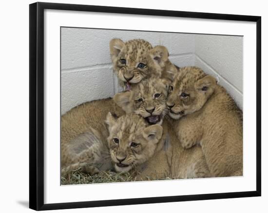 National Zoological Park: African Lion-null-Framed Photographic Print