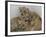 National Zoological Park: African Lion-null-Framed Photographic Print