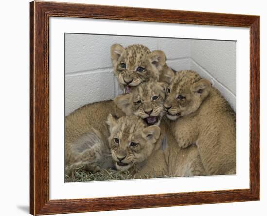 National Zoological Park: African Lion-null-Framed Photographic Print