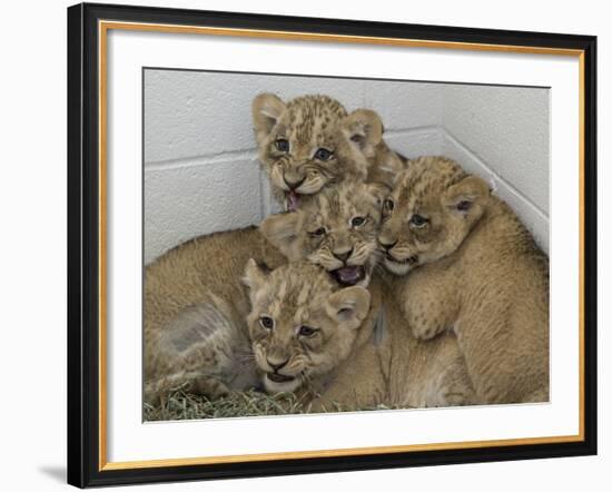 National Zoological Park: African Lion-null-Framed Photographic Print