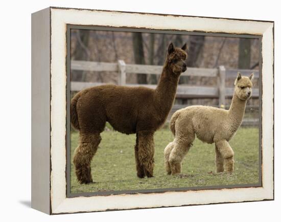 National Zoological Park: Alpaca-null-Framed Premier Image Canvas