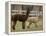 National Zoological Park: Alpaca-null-Framed Premier Image Canvas