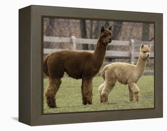 National Zoological Park: Alpaca-null-Framed Premier Image Canvas