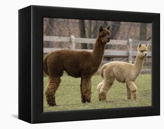 National Zoological Park: Alpaca-null-Framed Premier Image Canvas