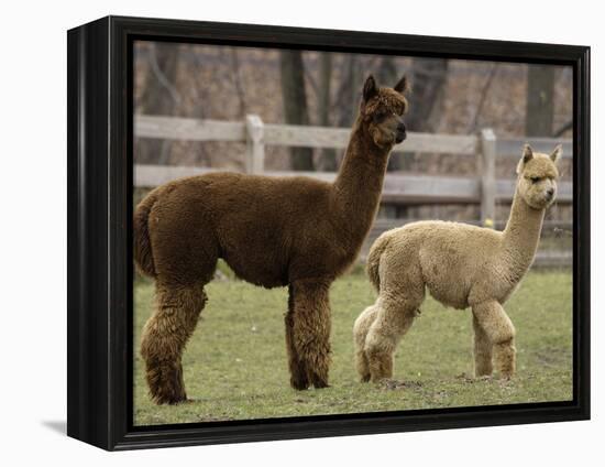 National Zoological Park: Alpaca-null-Framed Premier Image Canvas