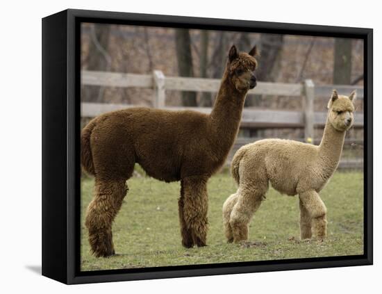 National Zoological Park: Alpaca-null-Framed Premier Image Canvas