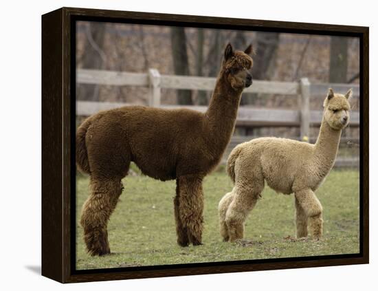 National Zoological Park: Alpaca-null-Framed Premier Image Canvas