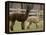 National Zoological Park: Alpaca-null-Framed Premier Image Canvas