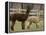 National Zoological Park: Alpaca-null-Framed Premier Image Canvas