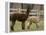 National Zoological Park: Alpaca-null-Framed Premier Image Canvas