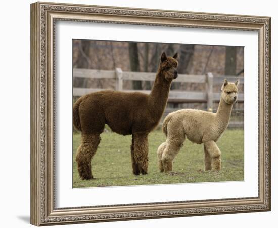 National Zoological Park: Alpaca-null-Framed Photographic Print