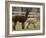 National Zoological Park: Alpaca-null-Framed Photographic Print