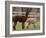 National Zoological Park: Alpaca-null-Framed Photographic Print