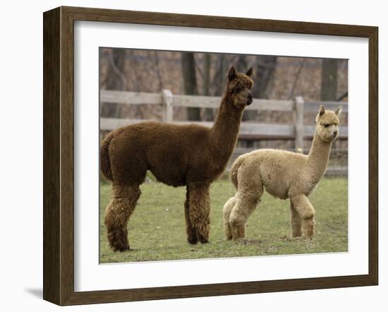 National Zoological Park: Alpaca-null-Framed Photographic Print