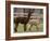 National Zoological Park: Alpaca-null-Framed Photographic Print