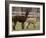 National Zoological Park: Alpaca-null-Framed Photographic Print