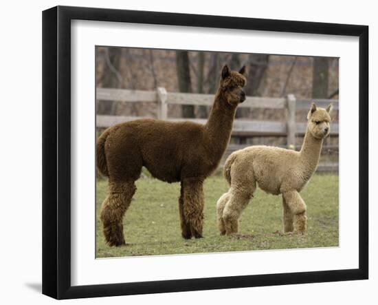 National Zoological Park: Alpaca-null-Framed Photographic Print