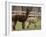 National Zoological Park: Alpaca-null-Framed Photographic Print