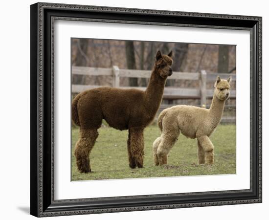 National Zoological Park: Alpaca-null-Framed Photographic Print