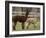 National Zoological Park: Alpaca-null-Framed Photographic Print