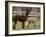 National Zoological Park: Alpaca-null-Framed Photographic Print