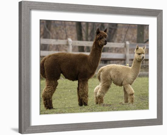 National Zoological Park: Alpaca-null-Framed Photographic Print