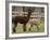 National Zoological Park: Alpaca-null-Framed Photographic Print