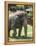 National Zoological Park: Asian Elephant-null-Framed Premier Image Canvas