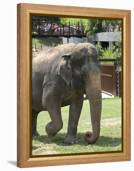 National Zoological Park: Asian Elephant-null-Framed Premier Image Canvas