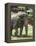 National Zoological Park: Asian Elephant-null-Framed Premier Image Canvas